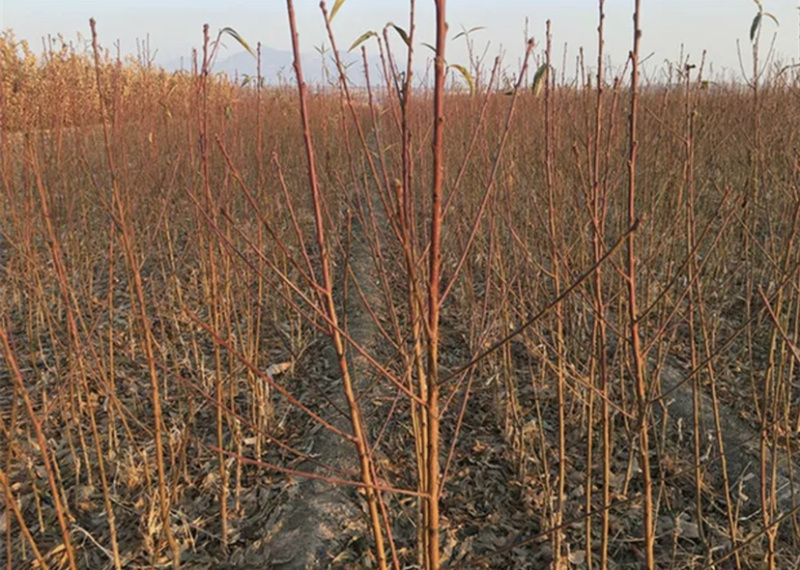 血桃嫁接桃树苗规格齐全南北方种植批发量大从优