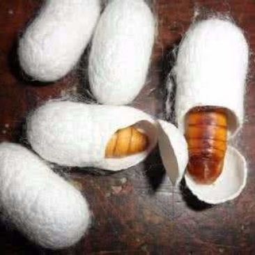 今年蚕蛹活蛹，带壳蛹质量超级好.大黄，二黄，大黑，小黑，