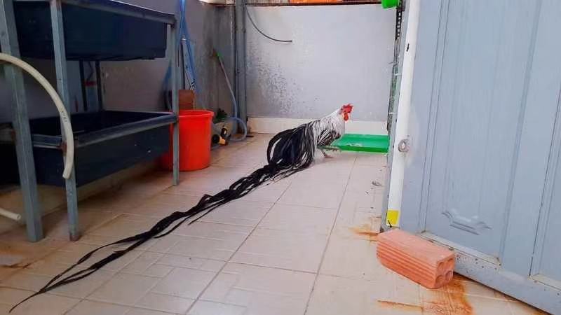 波澜鸡，日本长尾鸡，绣球鸡，元宝鸡，科钦球鸡，翻毛鸡