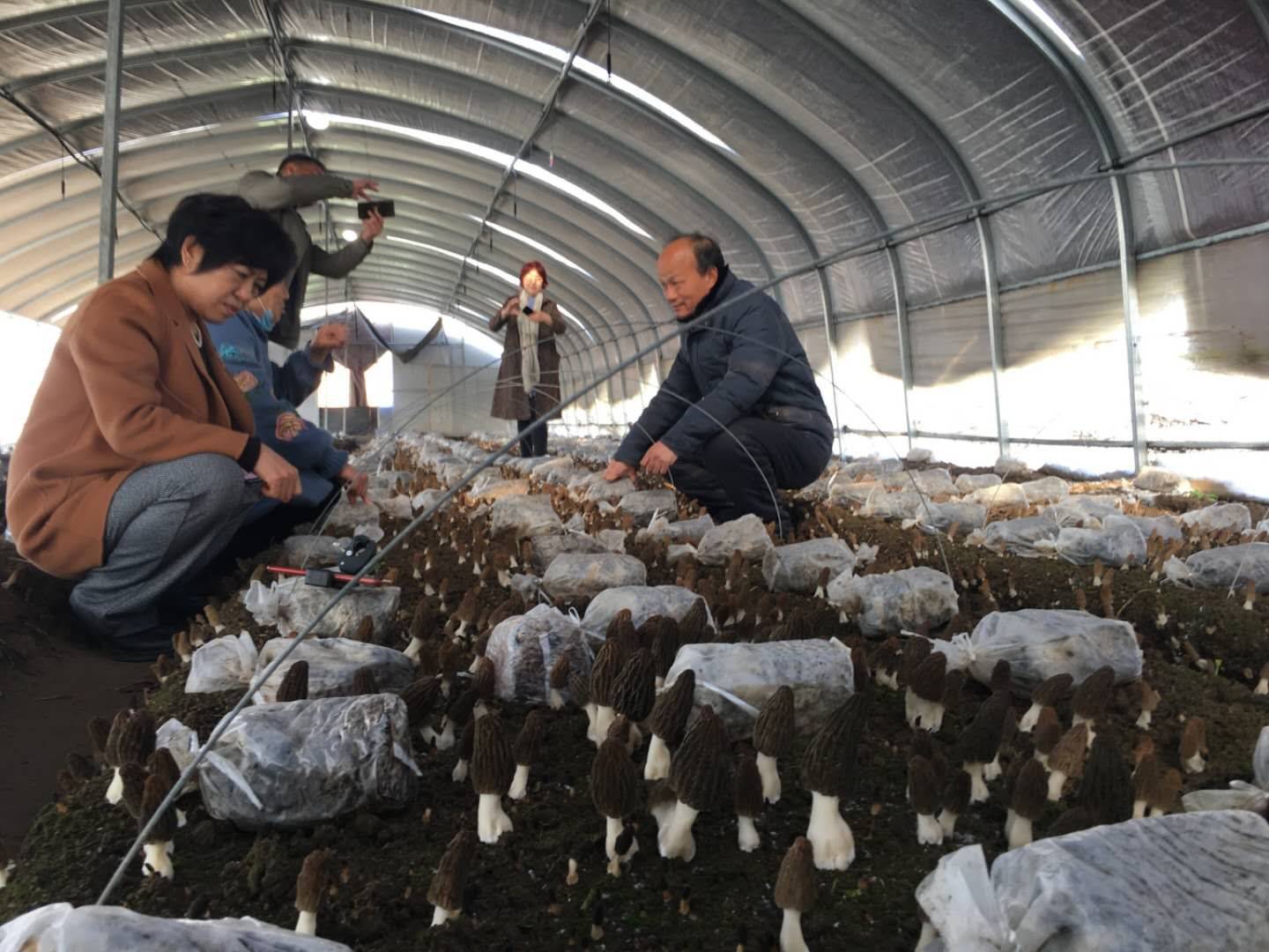 [羊肚菌菌种批发]羊肚菌种植基地200亩价格100.00元