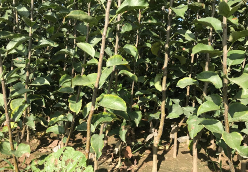 皇冠梨嫁接梨树苗现挖现卖免费提供种植技术包质量