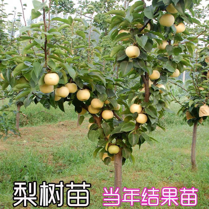 皇冠梨嫁接梨树苗现挖现卖免费提供种植技术包质量