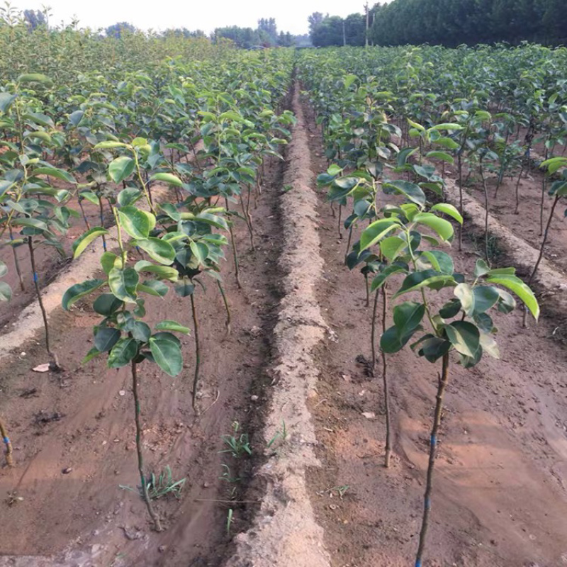 皇冠梨嫁接梨树苗现挖现卖免费提供种植技术包质量