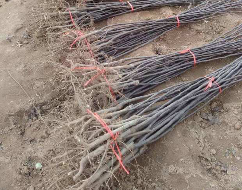 皇冠梨嫁接梨树苗现挖现卖免费提供种植技术包质量