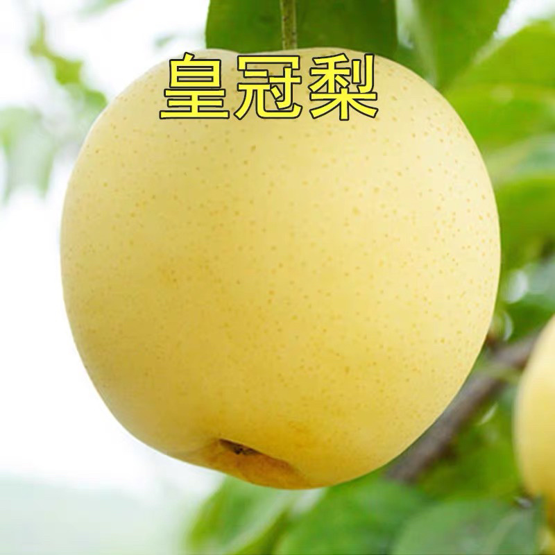 皇冠梨嫁接梨树苗现挖现卖免费提供种植技术包质量