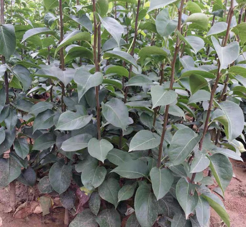 皇冠梨嫁接梨树苗现挖现卖免费提供种植技术包质量