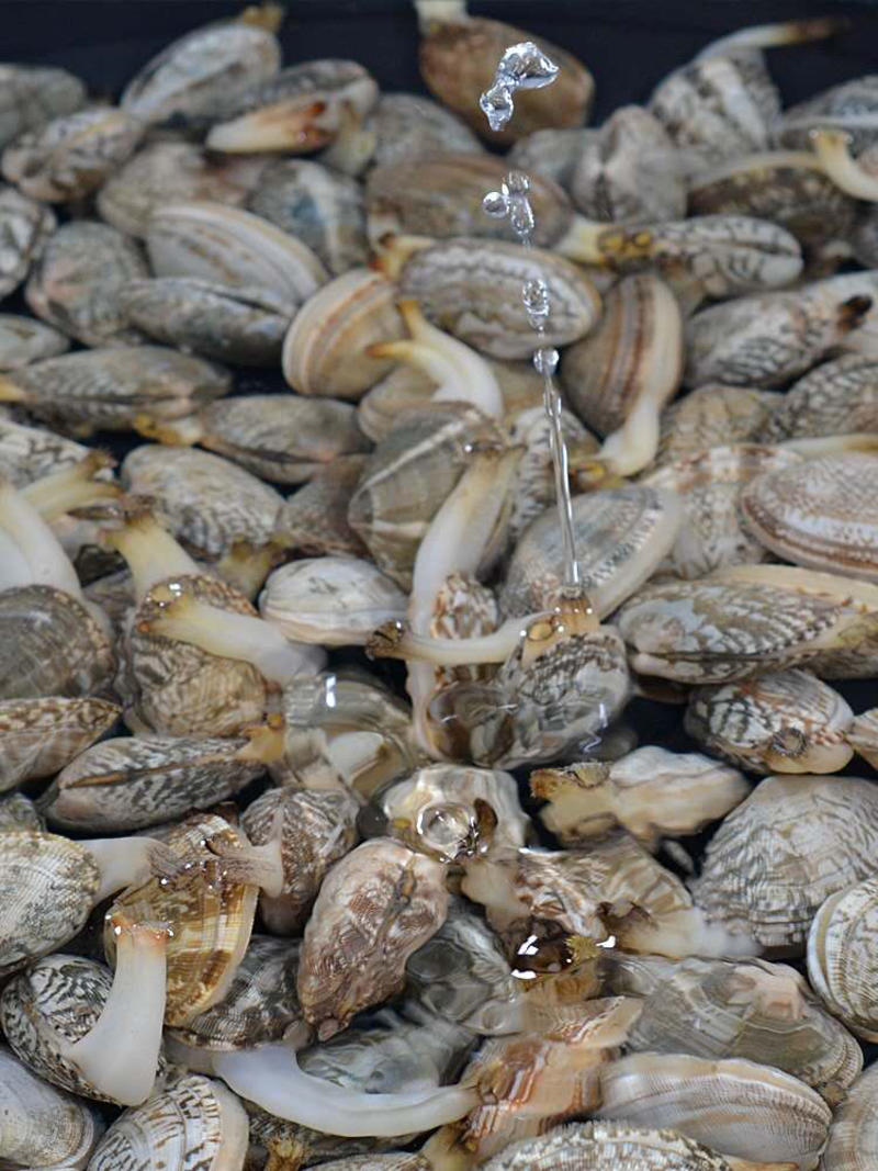 花甲蚬子花蛤蜊无沙花甲各种规格都有货一件代发