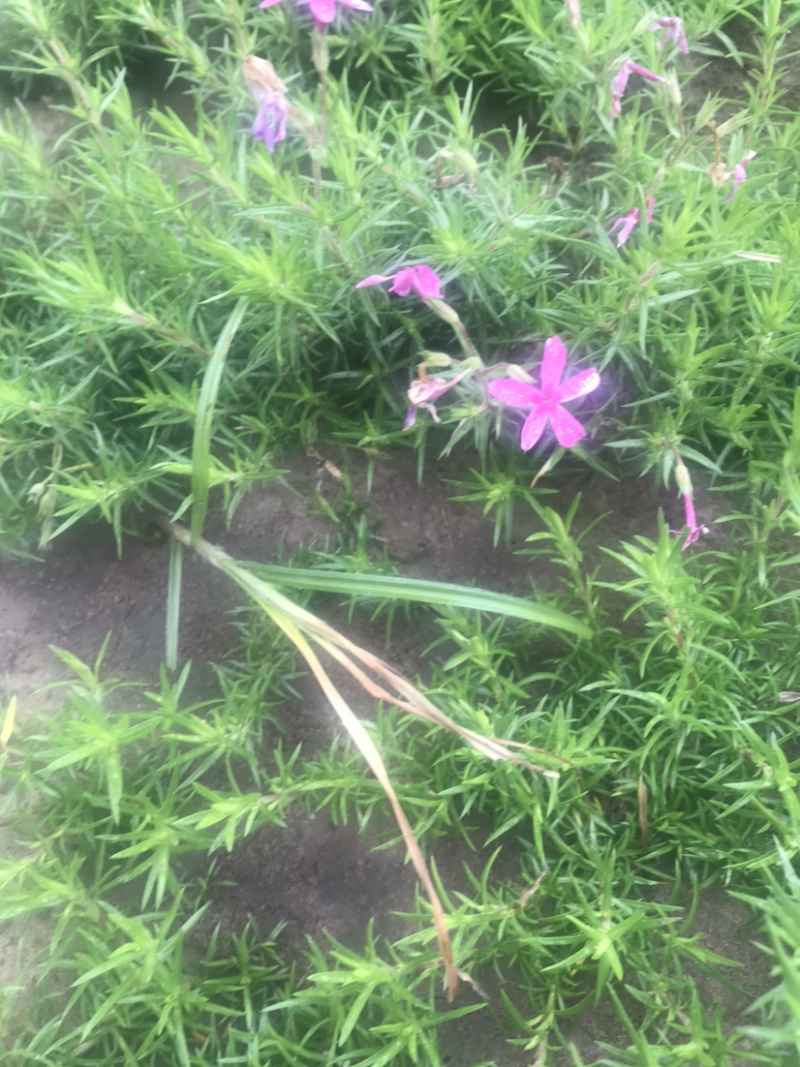 丛生福禄考。裸根
