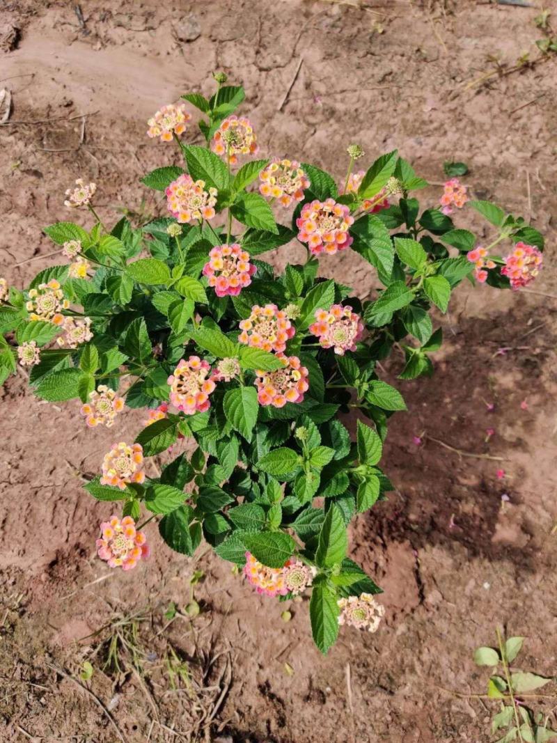 五色梅，马缨丹花期长效果不错