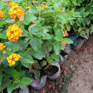五色梅，马缨丹花期长效果不错