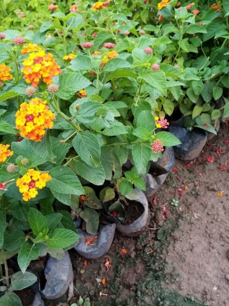 五色梅，马缨丹花期长效果不错