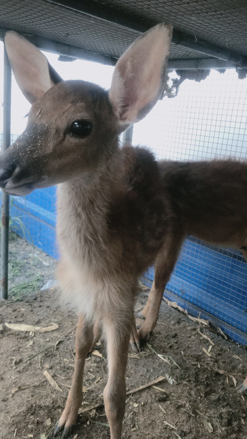 自己散养驯好的鹿青年鹿小鹿都有欢迎鹿场参观