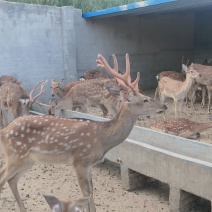 自己散养驯好的鹿青年鹿小鹿都有欢迎鹿场参观