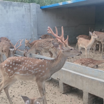 自己散养驯好的鹿青年鹿小鹿都有欢迎鹿场参观