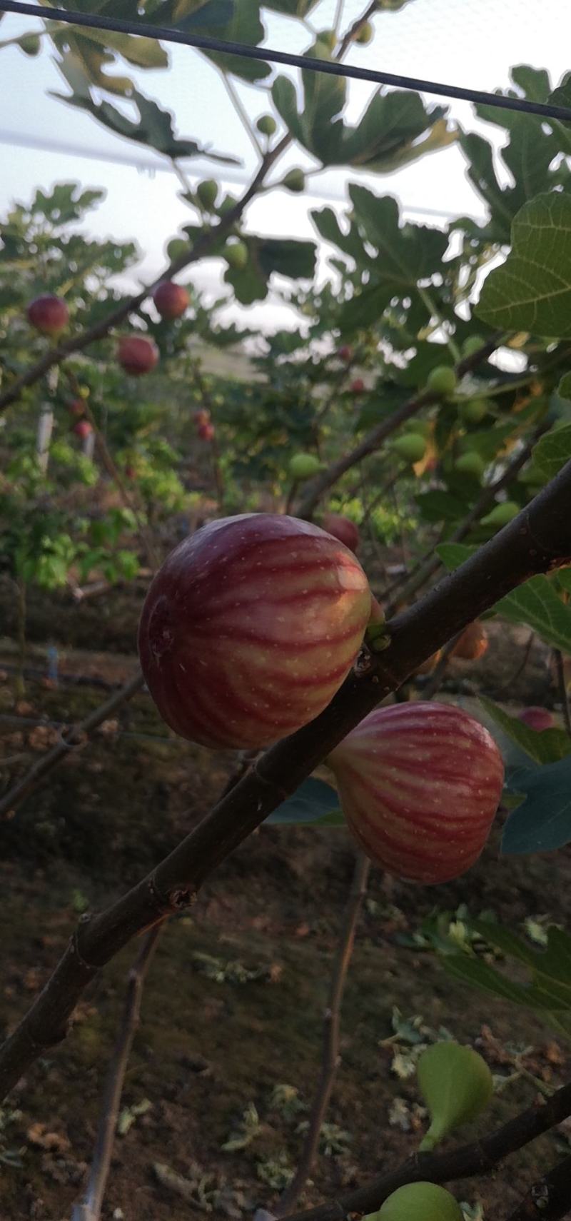 【无花果】波姬红无花果产地直销常年供货，货源充足