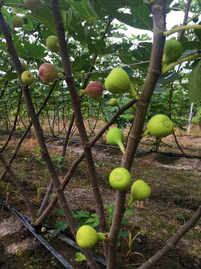 【无花果】波姬红无花果产地直销常年供货，货源充足
