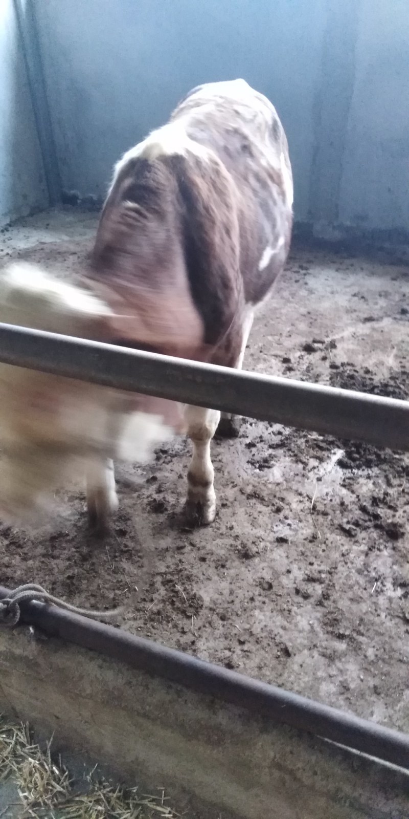 肉驴，架子驴，小马驹，改良驹，专业代办，诚信交易公平