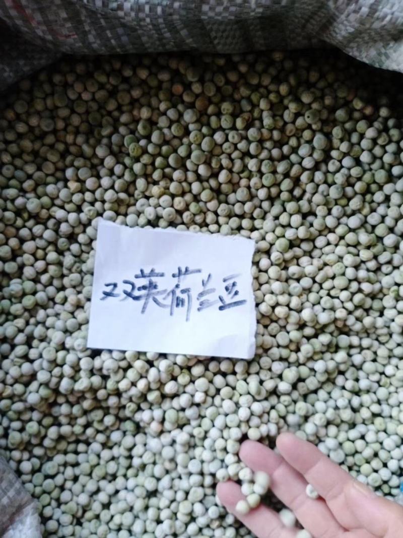 豌豆种子台湾长寿仁中碗六号高产大田专用品种