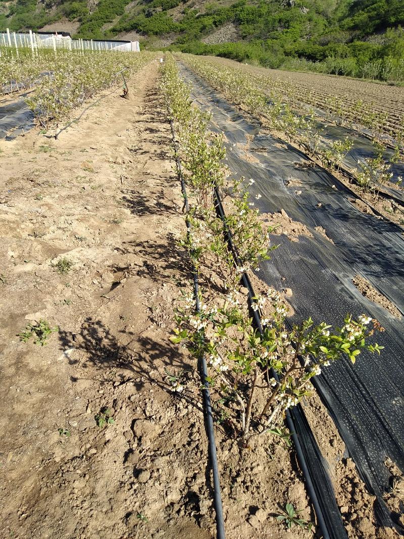 给广大种植户提供优质蓝莓苗，期待咱们合作