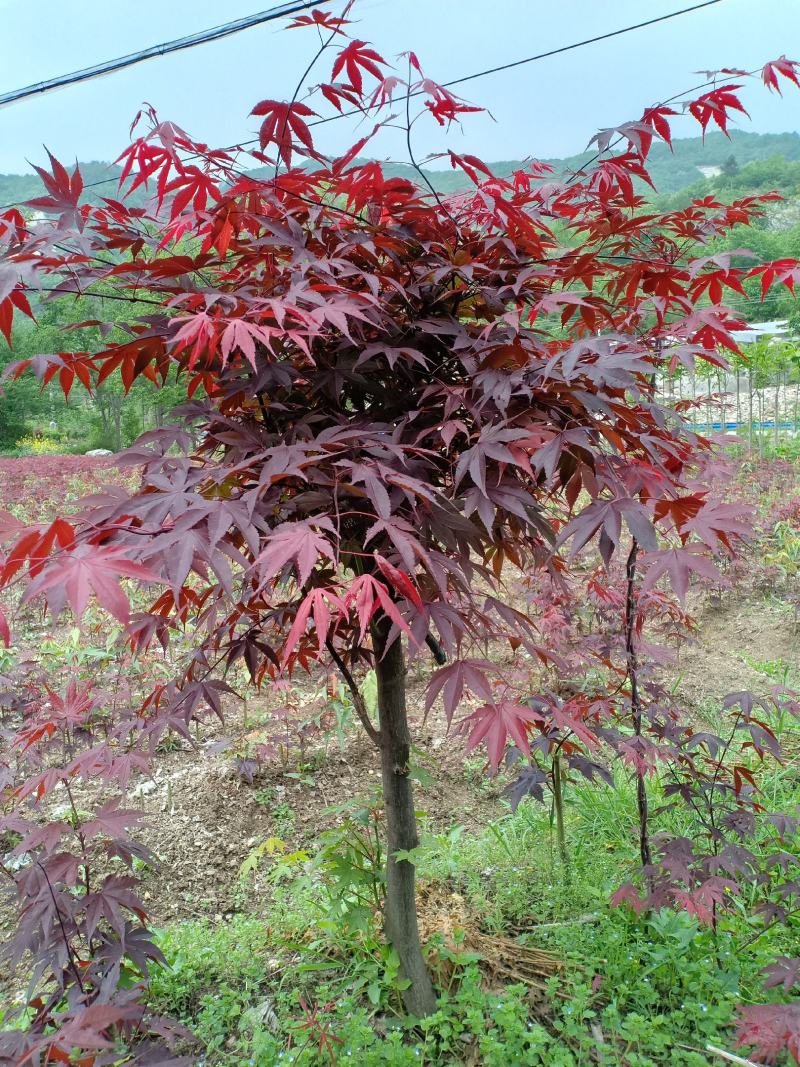 三季红枫两年苗，处理了。一手货源，叶色鲜红，欢迎实地选购