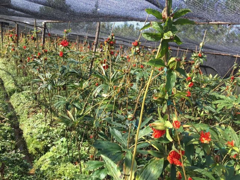华重楼种子颗颗饱满发芽率高出苗快提供对应技术下单秒发