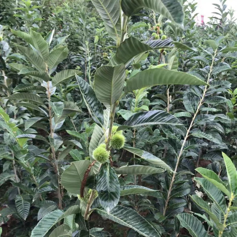 大红袍板栗嫁接苗南北方种植当年挂果果实大成活高