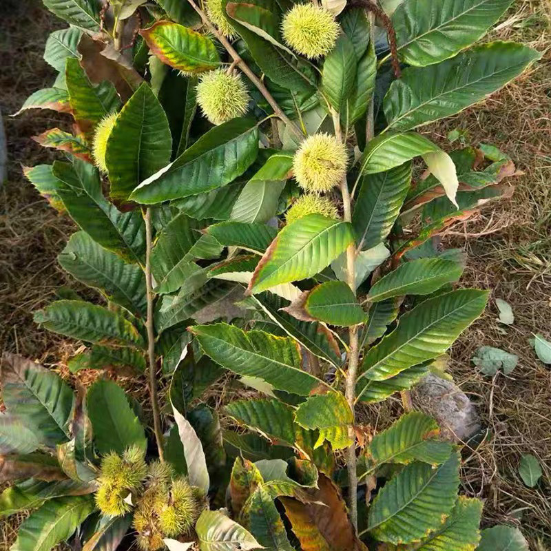 大红袍板栗嫁接苗南北方种植当年挂果果实大成活高