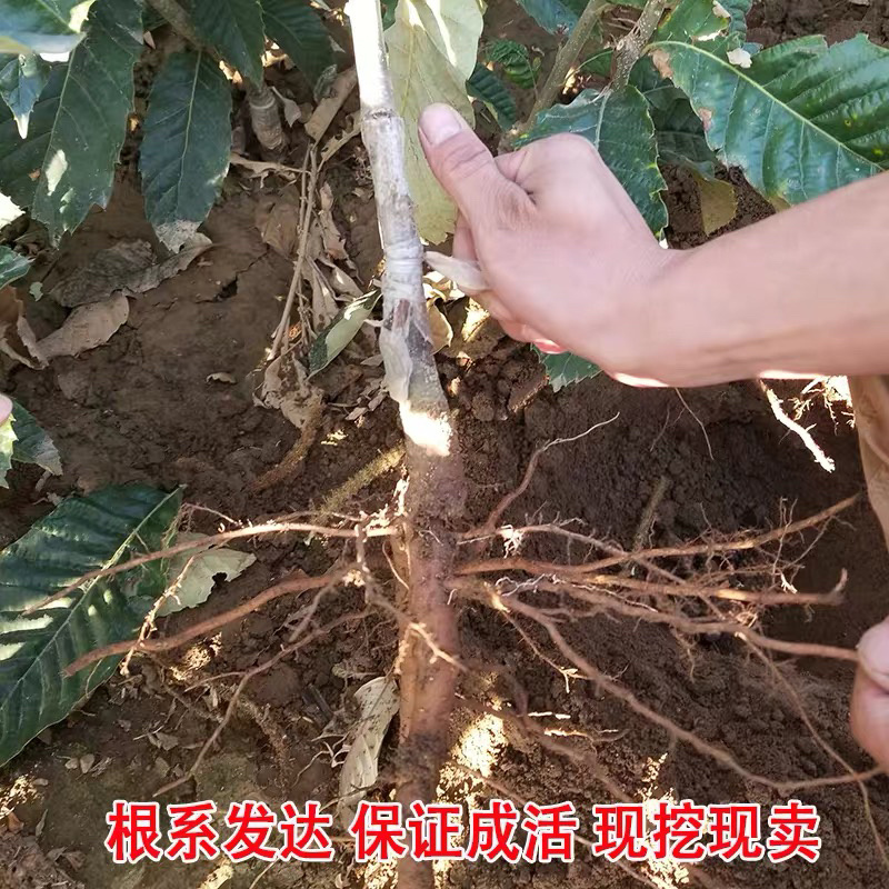 大红袍板栗嫁接苗南北方种植当年挂果果实大成活高