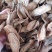 牛蒡根牛蒡茶各种规格圆片斜片干净无杂批发价更优