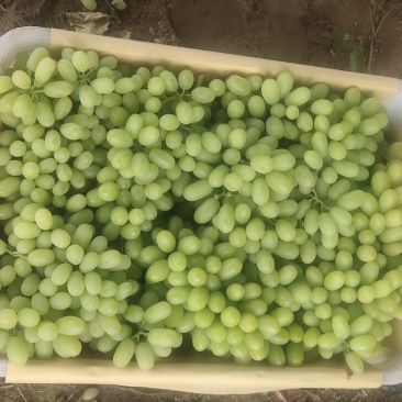 青提敦煌市阳关葡萄欢迎来购，一手货源，保质保量