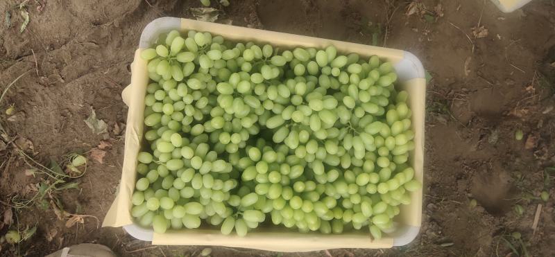 青提敦煌市阳关葡萄欢迎来购，一手货源，保质保量