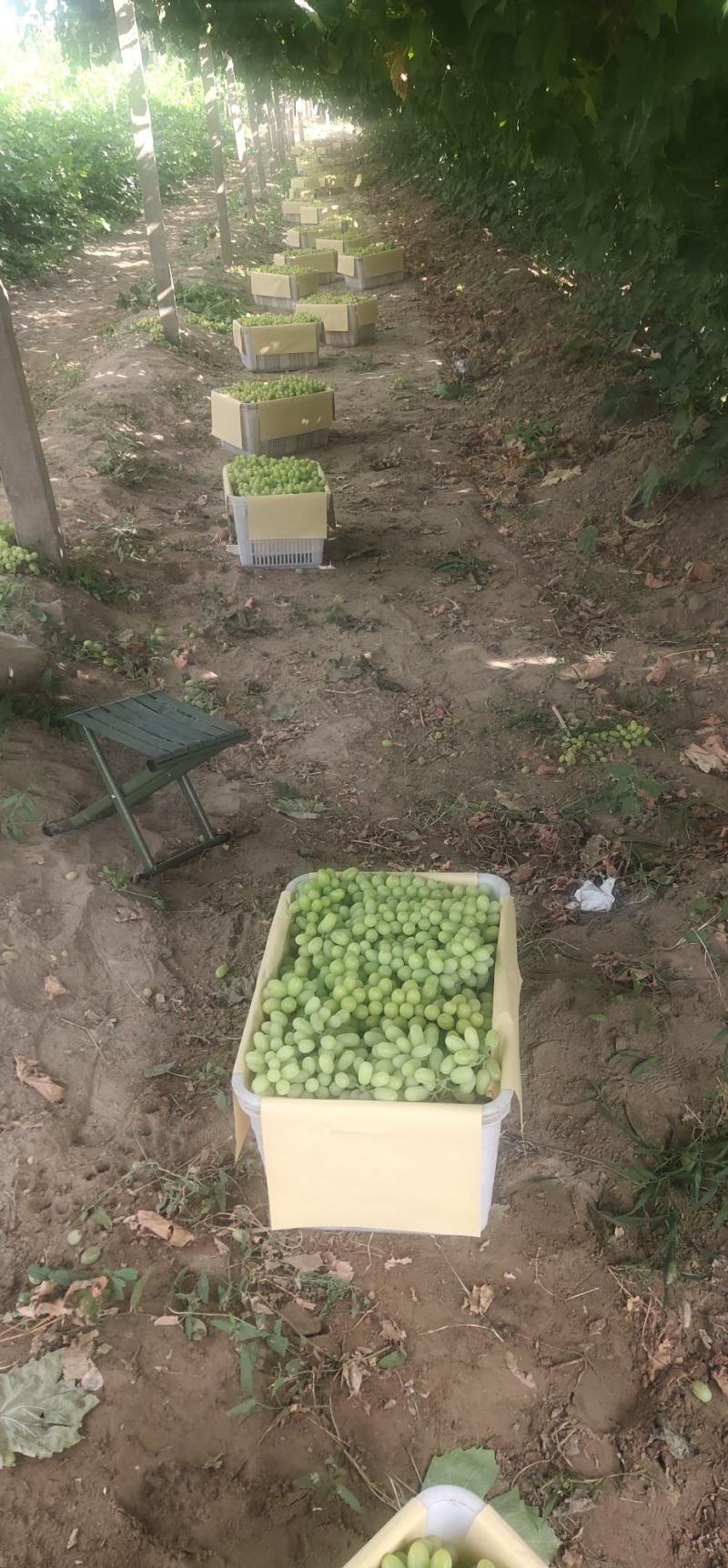 青提敦煌市阳关葡萄欢迎来购，一手货源，保质保量