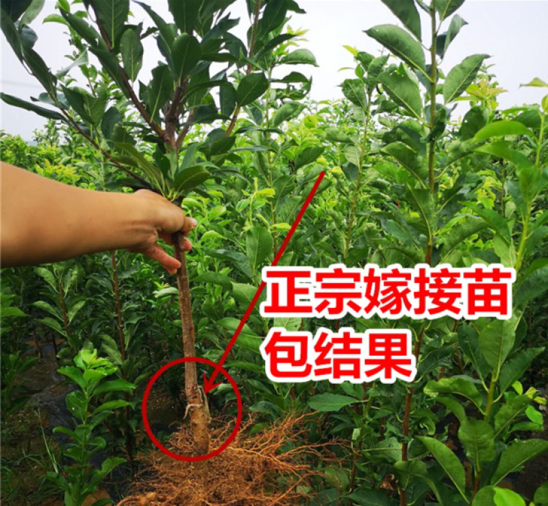 水蜜桃特大嫁接苗保证品种保证成活率基地直销