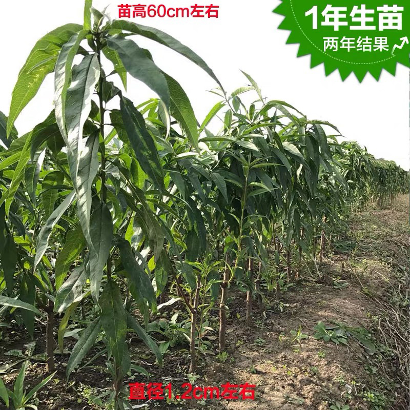水蜜桃特大嫁接苗保证品种保证成活率基地直销