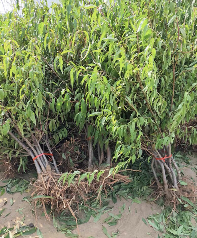 水蜜桃特大嫁接苗保证品种保证成活率基地直销