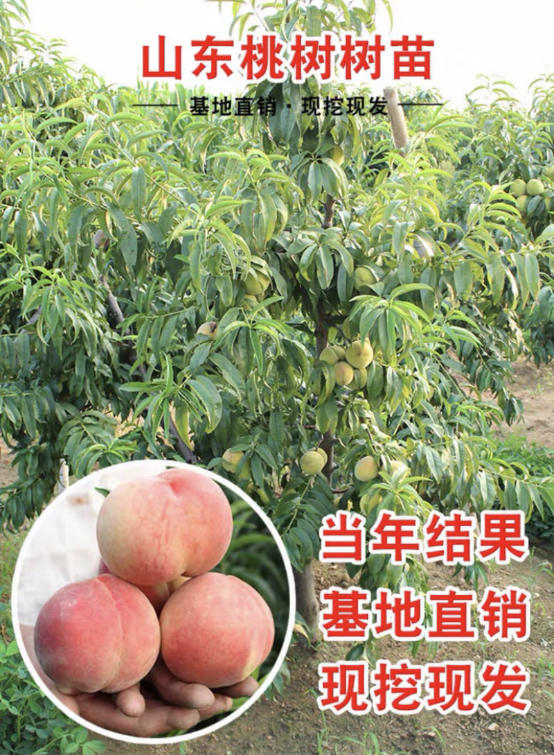水蜜桃特大嫁接苗保证品种保证成活率基地直销
