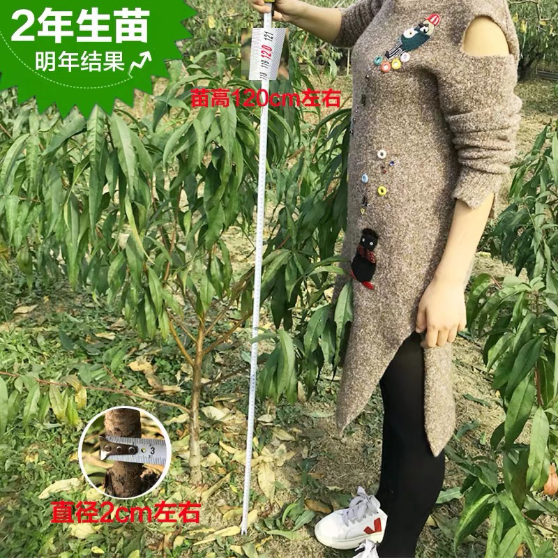 水蜜桃特大嫁接苗保证品种保证成活率基地直销