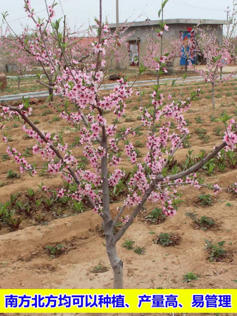 水蜜桃特大嫁接苗保证品种保证成活率基地直销