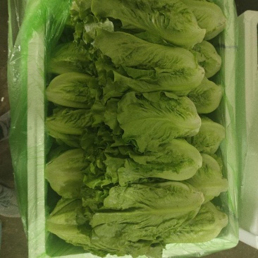 云南意大利精品货精品