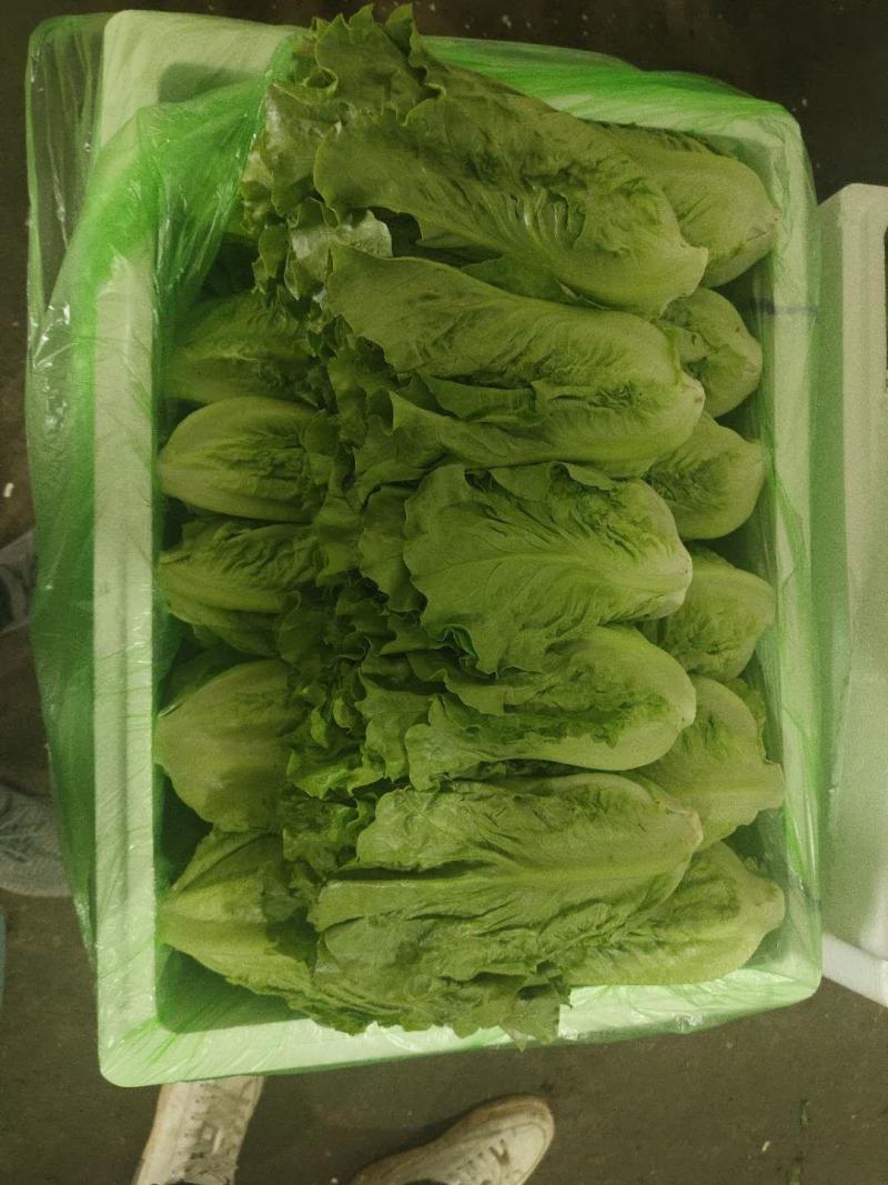 云南意大利精品货精品
