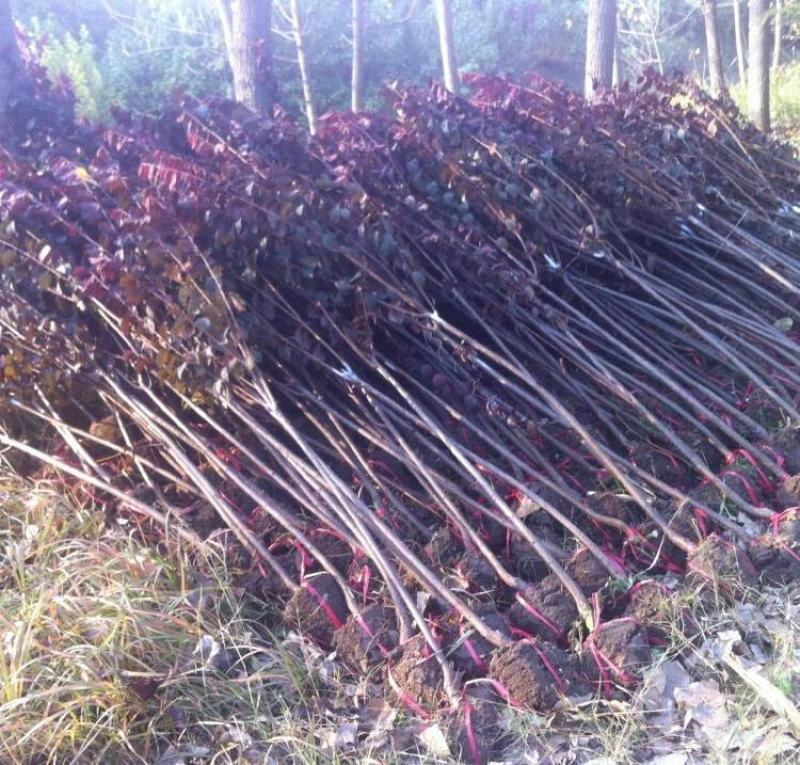 红叶李占地拆迁风景树苗速生红叶李子树苗庭院工程行道绿