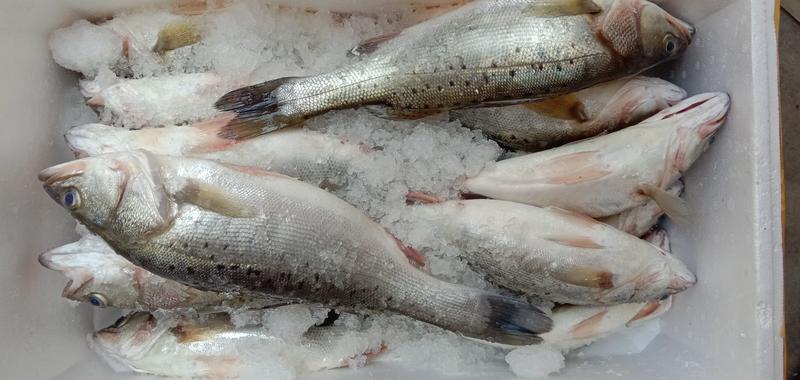 新鲜大鲈鱼花鲈鱼寨花鱼鲈板鱼海鱼海产品海鲜类水产生鲜食品