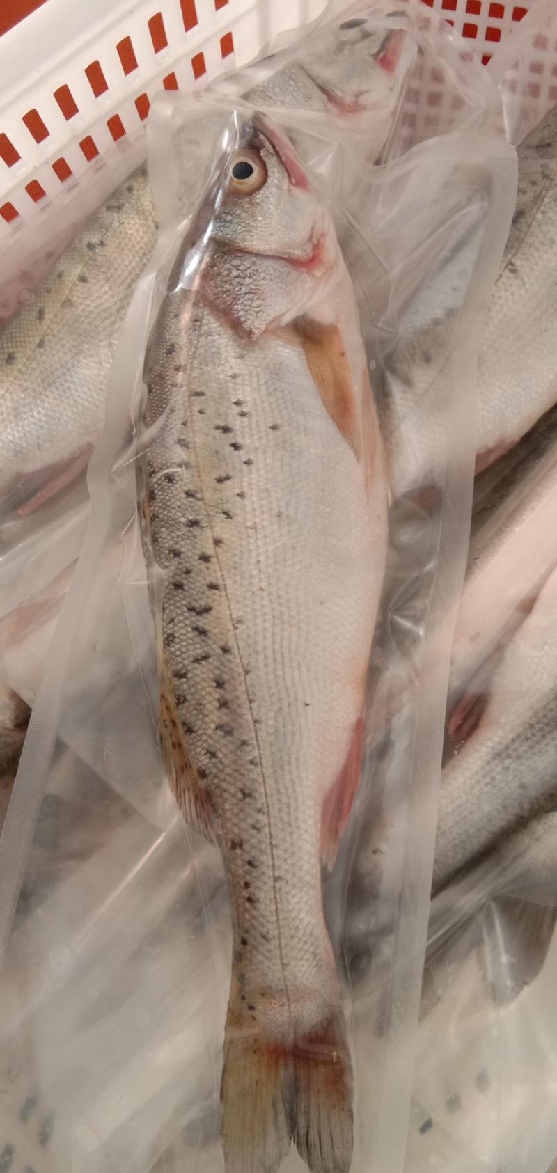 新鲜大鲈鱼花鲈鱼寨花鱼鲈板鱼海鱼海产品海鲜类水产生鲜食品