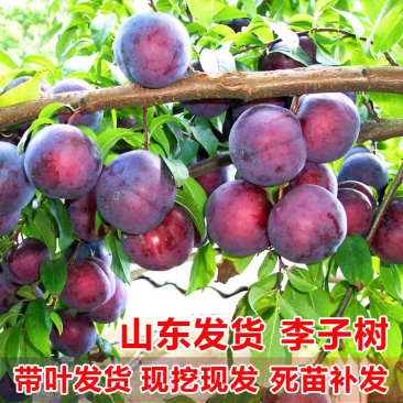 黑布林李子嫁接苗规格齐全包成活包结果现挖现卖