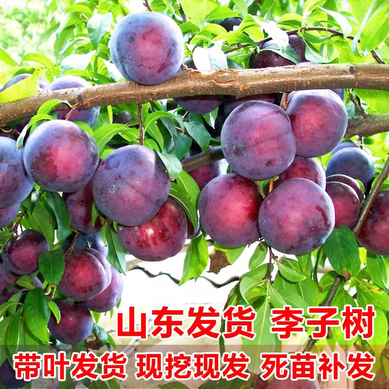 黑布林李子嫁接苗规格齐全包成活包结果现挖现卖