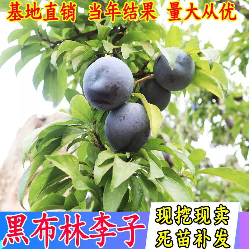黑布林李子嫁接苗规格齐全包成活包结果现挖现卖