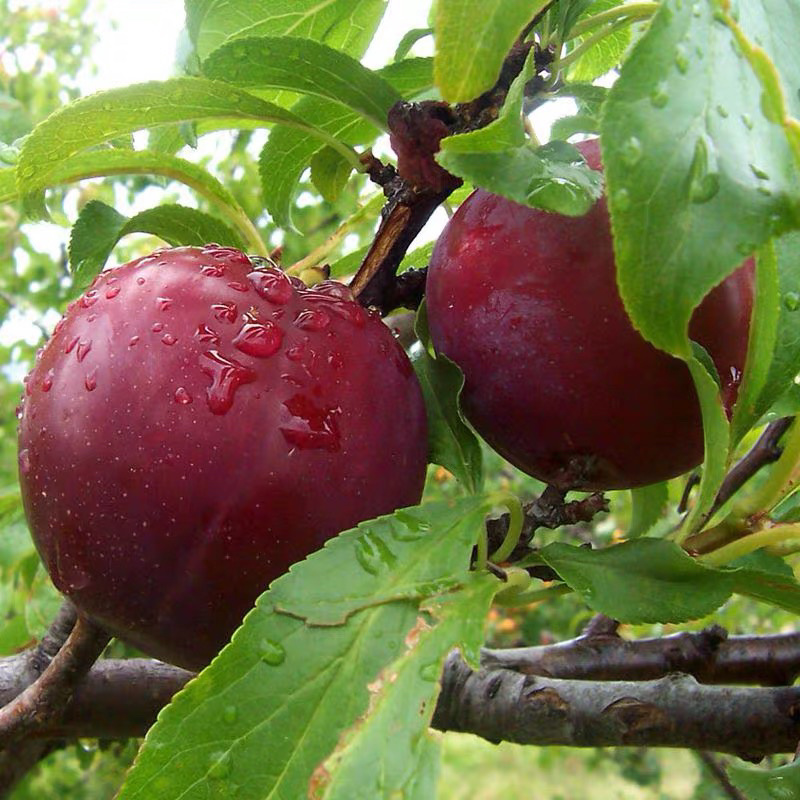 黑布林李子嫁接苗规格齐全包成活包结果现挖现卖