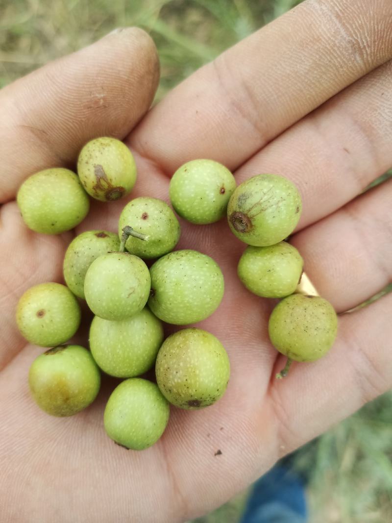 野生酸枣大量上市，青皮酸枣。