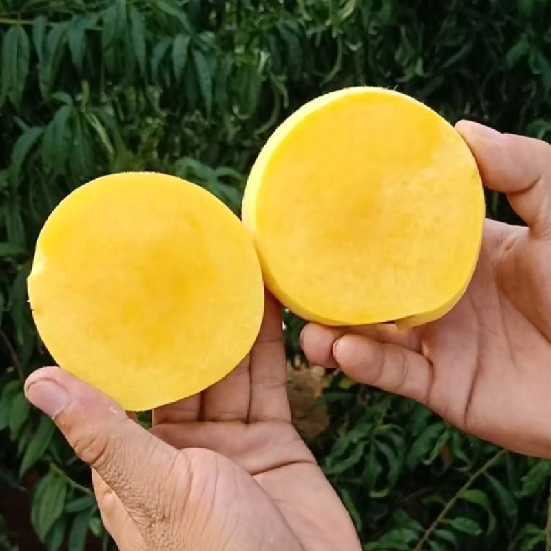 黄桃苗，山东黄桃苗，中秋黄金蜜桃树苗优质嫁接黄桃树苗