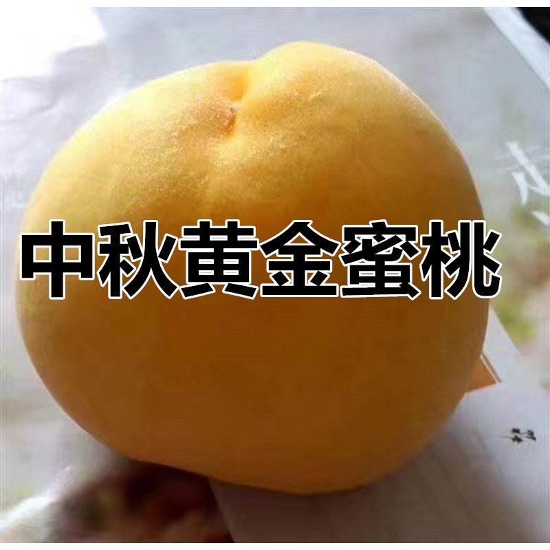 黄桃苗，山东黄桃苗，中秋黄金蜜桃树苗优质嫁接黄桃树苗
